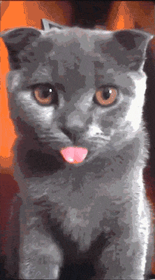 cat tongue GIF