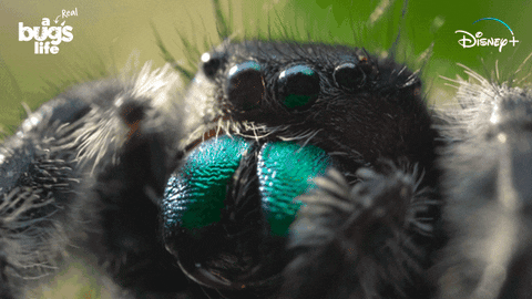 National Geographic Bug GIF by Nat Geo Wild