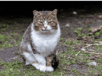 LukaPw meme komik kedi kurtlarvadisi GIF