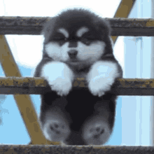 thepetproject  GIF