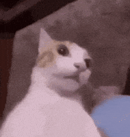 Cat Surprise GIF