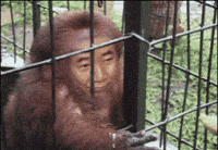Monkey Banana GIF