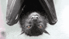 bat GIF