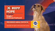 Animal Planet GIF by Puppy Bowl