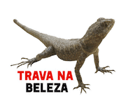 Nordeste Bonito Sticker