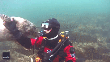 Grey Seal ‘Shakes’ Diver’s Hand Off England's Northern Coast