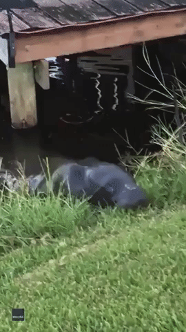 Manatee Comes Ashore in Florida to Feast on Grass