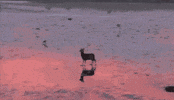 deer GIF