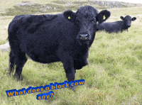 Cow Moo GIF