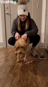 Pup Springs Out of Her Harness