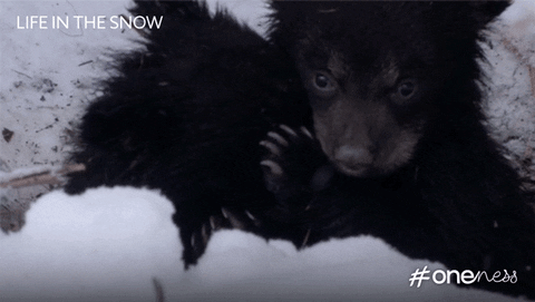 bbc giphyupload cute bear adorable GIF