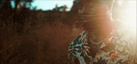 The Lion King Dcappella GIF by Walt Disney Records