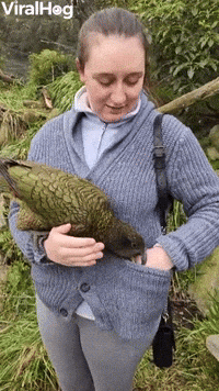 In New Zealand, Alpine Parrots Pets You