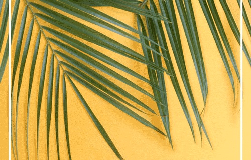 palm leaves summer GIF by Bilbareed