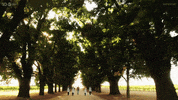 Trees Mc15 GIF by MasterChefAU