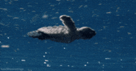 Water Ocean GIF