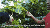 tyleroakley flower youtube house plant GIF