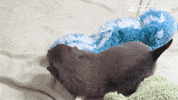 bestfriends cute puppy doggo roll GIF