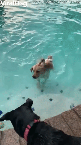 Dog and Duck Go for a Swim