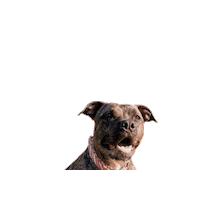 JSRanchDogDesigns pitbull bully gemma jsranch Sticker