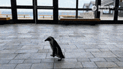 African Penguin Run GIF by Monterey Bay Aquarium