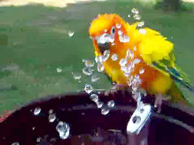 bird bath GIF by Cheezburger