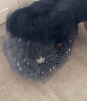 Cocker Spaniel Puppy GIF by Extreme Improv