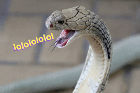 jonnys_world giphygifmaker lol snek funny joke snake GIF