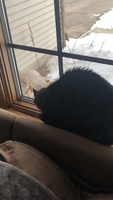 Cat Guards House as Owl Stares Through Window