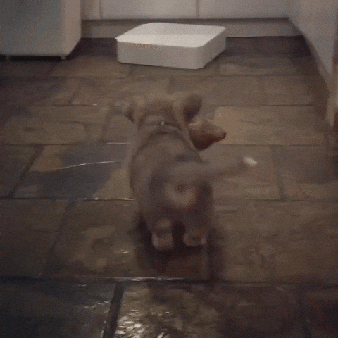 teddy GIF