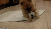 Dog Trick GIF