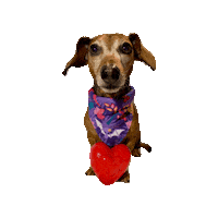 Wiener Dog Dachshund Sticker by Geekster Pets