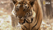 tiger savage kingdom GIF by Nat Geo Wild 