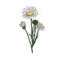 Flowers Daisy Sticker