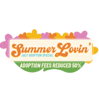 Summer Petadoption Sticker by adltexas
