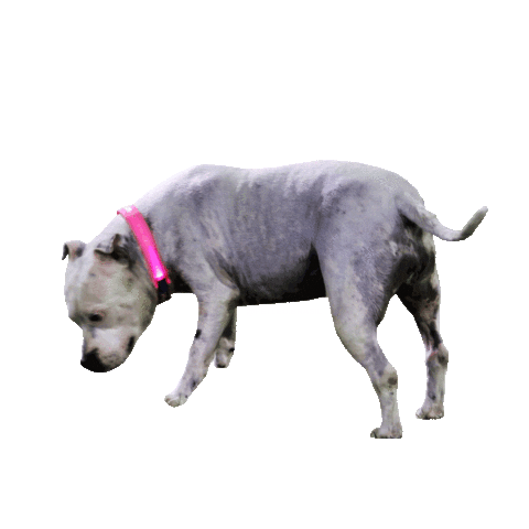 dogs style Sticker by PETLED