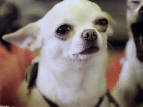 Bored Dog Show GIF by NOWNESS