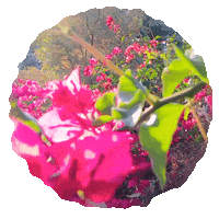 Atlantic Records Flowers Sticker by Hayley Williams
