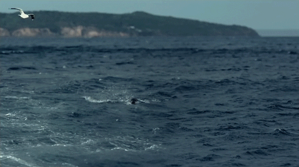 Big Rock Dinosaur GIF by Jurassic World