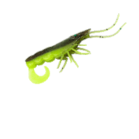 Curly Prawn Sticker by Chasebaits