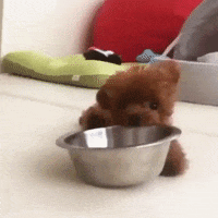 justviralnet funny cute dog wow GIF