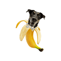 Banana Dog Sticker