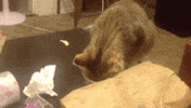 stuck cat GIF