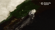 Oh No Swim GIF by Monterey Bay Aquarium