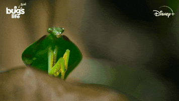 National Geographic Bug GIF by Nat Geo Wild