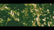 I Am Here Dance GIF by Topshelf Records