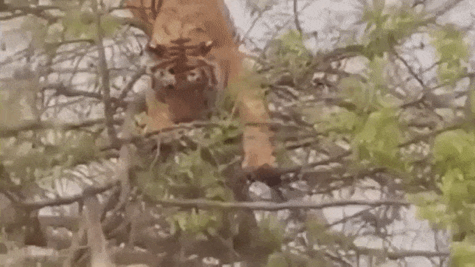 monkey tree GIF