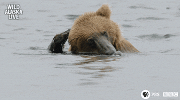 Bbc One Bear GIF by BBC