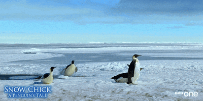 bbc one penguin GIF by BBC