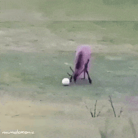 Football Wow GIF by JustViral.Net